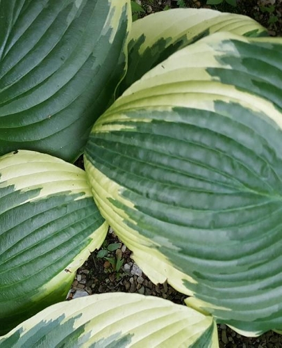 School Composition Book Pretty Hosta Leaves