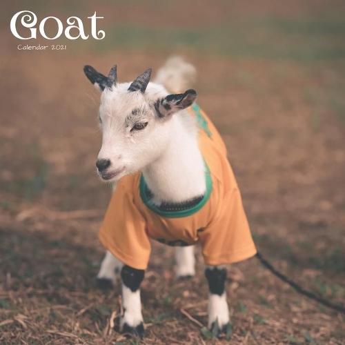 Goat Calendar 2021