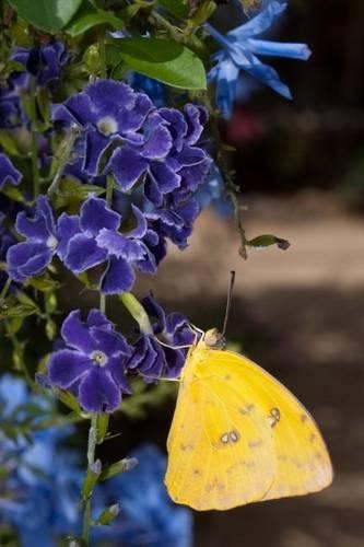 Orange Barred Sulphur Butterfly Journal