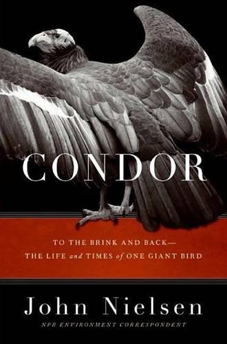 Condor