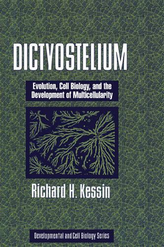 Dictyostelium