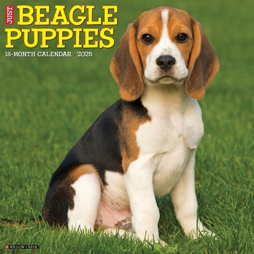 Beagle Puppies 2026 12 X 12 Wall Calendar