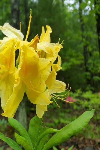 Springtime Journal Bright Yellow Blooms