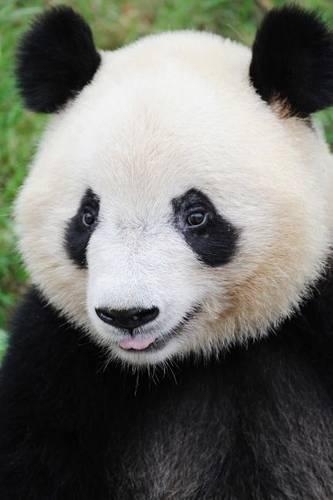 Panda Portrait Journal