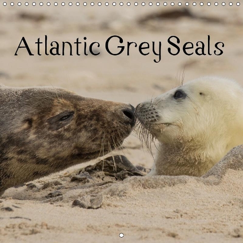 Atlantic Grey Seals 2019