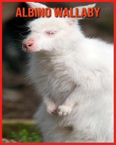 Albino Wallaby
