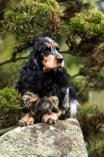 Cocker Spaniel