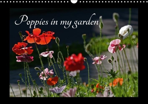 Poppies in My Garden 2018