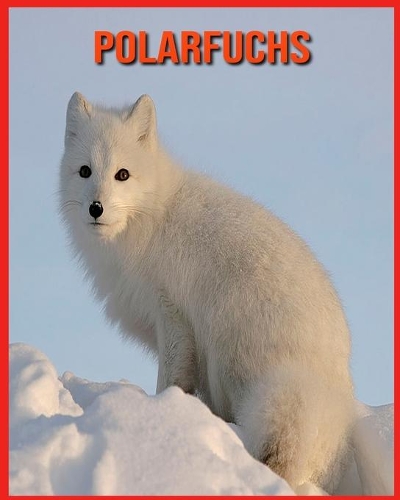 Polarfuchs