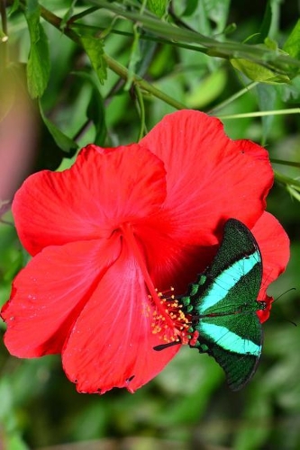 Pretty Green Emerald Swallowtail Butterfly on a Red Hibiscus Flower Journal