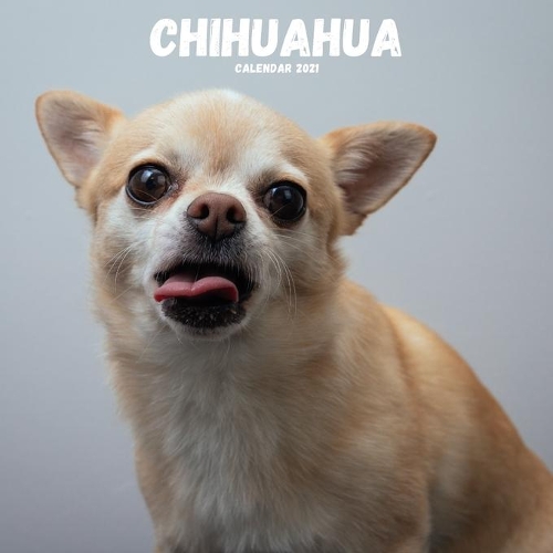 Chihuahua Calendar 2021