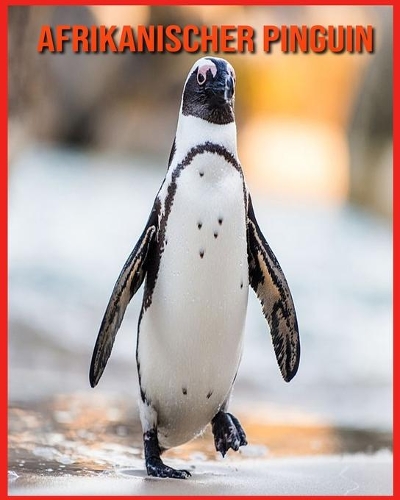 Afrikanischer Pinguin
