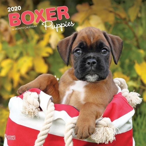 Boxer Puppies 2020 Square Wall Calendar