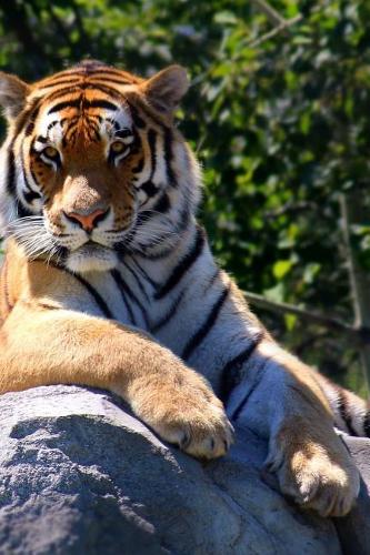My What Big Paws You Have! Tiger Lounging on a Rock Journal
