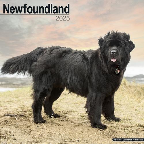 Newfoundland Calendar 2025 Square Dog Breed Wall Calendar - 16 Month