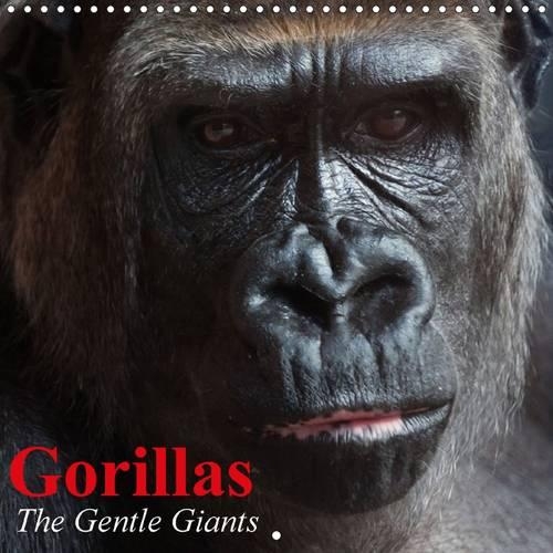 Gorillas • The Gentle Giants 2015