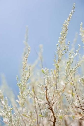 Nevada State Flower - Sagebrush Journal
