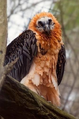 Bearded Vulture Bird Journal