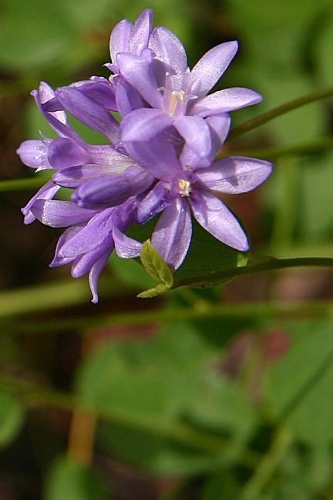 2019 Daily Planner Flowers Pretty Blue Brodea 384 Pages