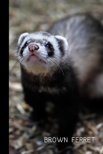 brown ferret