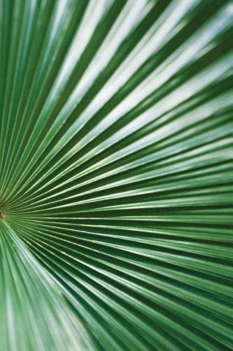 Leaf Fan Grid Notebook