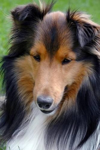 Adorable Shetland Sheepdog Journal