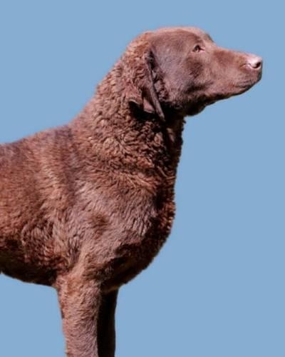 Chesapeake Bay Retriever