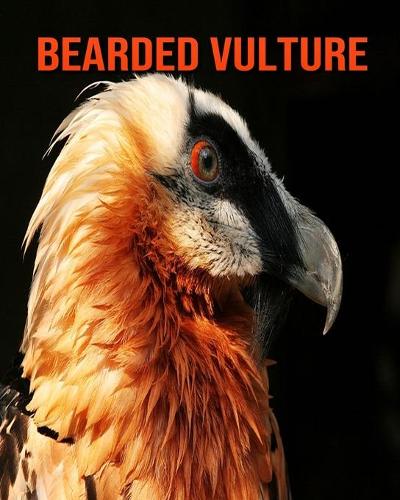 Bearded Vulture