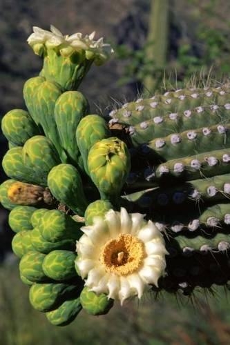 Saguaro Cactus Flower Tucson Arizona Journal