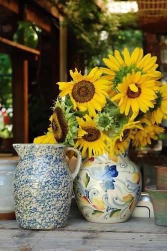 A Bouquet of Yellow Sunflowers in a Ceramic Pitcher Journal