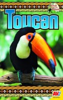 Toucan