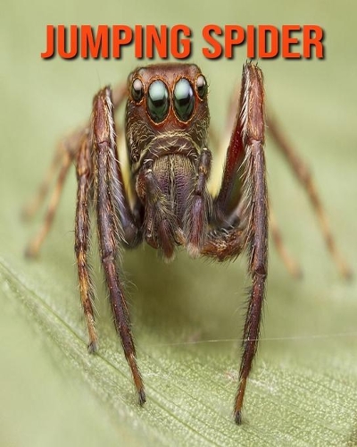 Jumping Spider