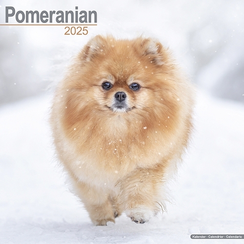 Pomeranian Calendar 2025 Square Dog Breed Wall Calendar - 16 Month