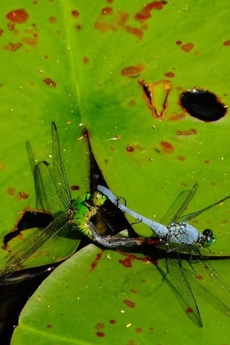 Blue & Green Dragonflies Lined Journal for daily thoughts notebook Lovely Lake Arrowhead Photograph