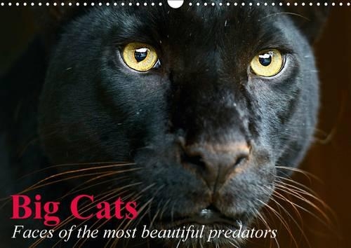 Big Cats • Faces of the most beautiful predators 2016