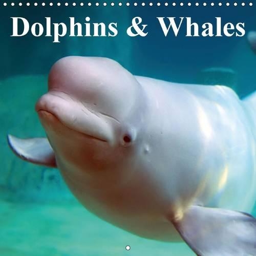 Dolphins & Whales 2016