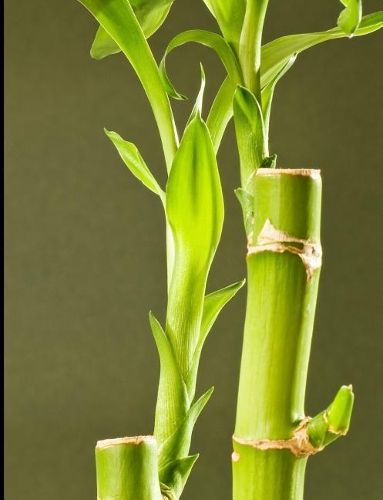 Bamboo Zen Blank Notebook