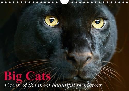 Big Cats • Faces of the most beautiful predators 2016