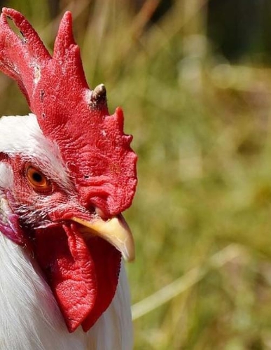 Poultry Chicken Rooster Hens Chickens Chick Chicks Bird Birds