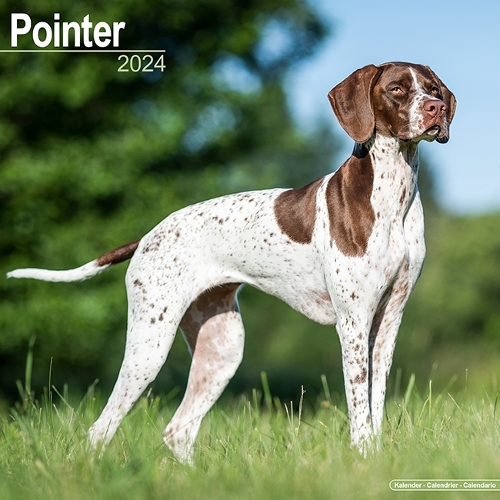 Pointer  Calendar 2024  Square Dog Breed Wall Calendar - 16 Month
