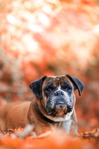 Cute Bulldog Journal