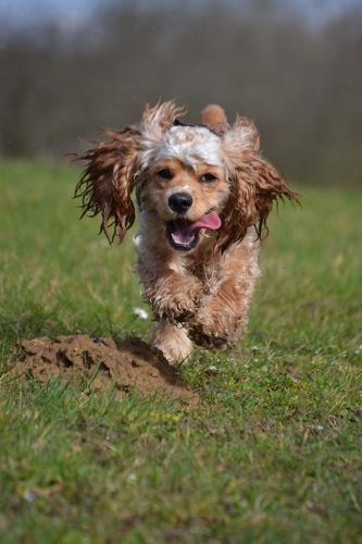 Cute American Cocker Spaniel Running Journal