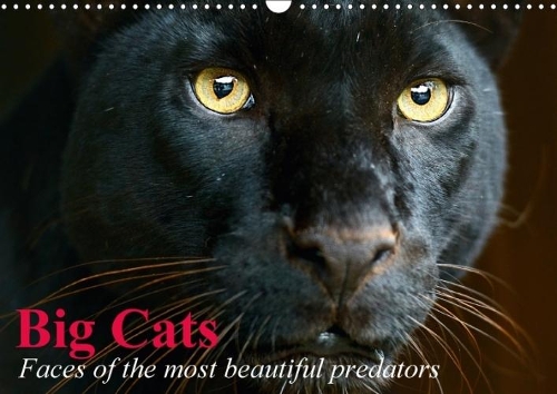 Big Cats * Faces of the Most Beautiful Predators 2018