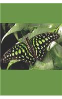 Forest Butter Fly