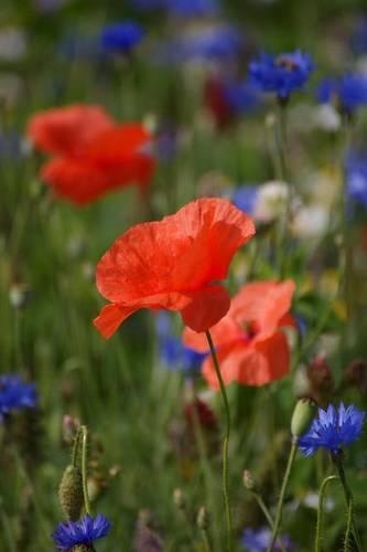 Red Poppies in a Meadow Flower Journal