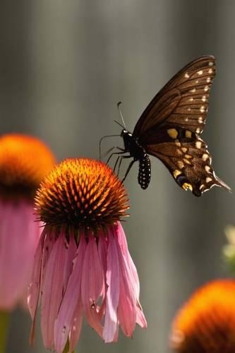 Black Swallowtail Butterfly Journal