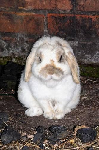 Mini Lop Rabbit Journal
