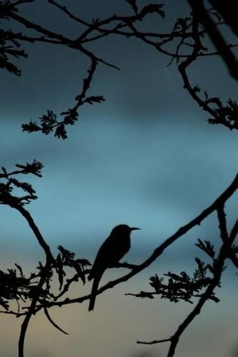 Little Bee-Eater Bird Silhouette (Merops Pusillus) Journal