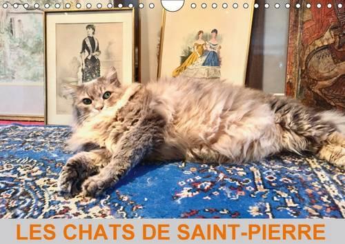 Les Chats De Saint-Pierre 2017