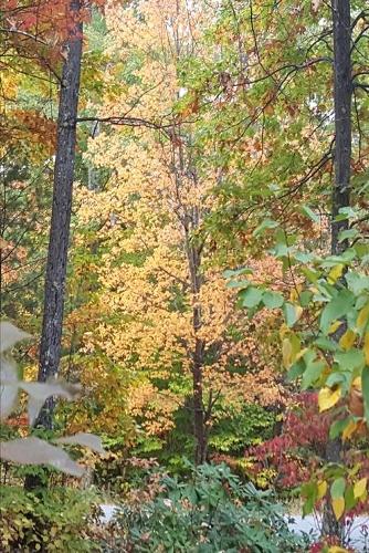 2020 Weekly Planner Autumn Colors Fall Foliage 134 Pages